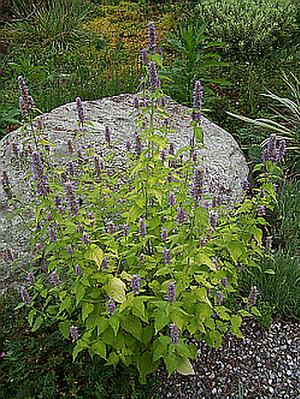 Agastache foeniculum 'Golden Jubilee' - Anise Hyssop from Quackin Grass Nursery Agastache foeniculum 'Golden Jubilee' - Anise Hyssop from Quackin Grass Nursery