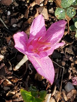 Colchicum x agrippinum - Naked Ladies from Quackin Grass Nursery Colchicum x agrippinum - Naked Ladies from Quackin Grass Nursery