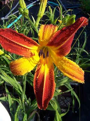 Hemerocallis 'Olallie Quinn' - Daylily - Spider Type from Quackin Grass Nursery Hemerocallis 'Olallie Quinn' - Daylily - Spider Type from Quackin Grass Nursery