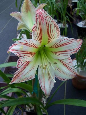 Hippeastrum x 'Sunshine Superstar' - Amaryllis from Quackin Grass Nursery Hippeastrum x 'Sunshine Superstar' - Amaryllis from Quackin Grass Nursery