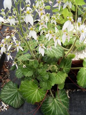 Saxifraga stolonifera 'Nezu Jinja' - Strawberry Begonia from Quackin Grass Nursery Saxifraga stolonifera 'Nezu Jinja' - Strawberry Begonia from Quackin Grass Nursery