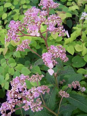 Cardiandra x 'Star Power' - Cardiandra from Quackin Grass Nursery Cardiandra x 'Star Power' - Cardiandra from Quackin Grass Nursery