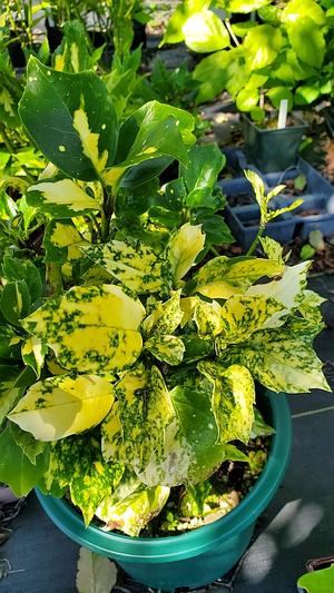 Aucuba japonica 'Suruga Benten' - Japanese Aucuba from Quackin Grass Nursery Aucuba japonica 'Suruga Benten' - Japanese Aucuba from Quackin Grass Nursery