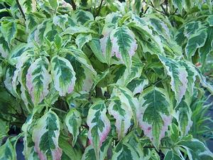 Cornus florida 'Daybreak' - Flowering Dogwood from Quackin Grass Nursery Cornus florida 'Daybreak' - Flowering Dogwood from Quackin Grass Nursery