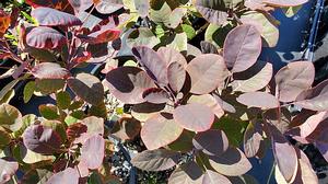 Cotinus coggygria 'Royal Purple' - Smoketree from Quackin Grass Nursery Cotinus coggygria 'Royal Purple' - Smoketree from Quackin Grass Nursery