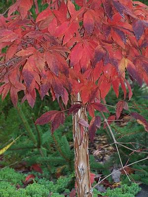 Acer triflorum - Three-flower Maple from Quackin Grass Nursery
