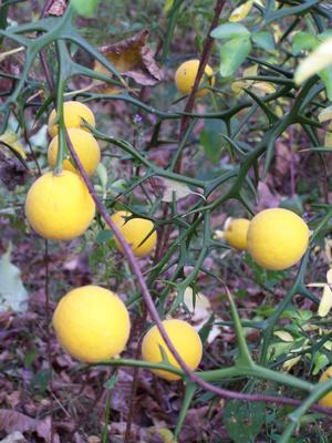 Citrus trifoliata - Hardy Orange from Quackin Grass Nursery