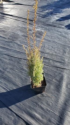 Juniperus communis 'Little Pyramid' - Common Juniper from Quackin Grass Nursery Juniperus communis 'Little Pyramid' - Common Juniper from Quackin Grass Nursery