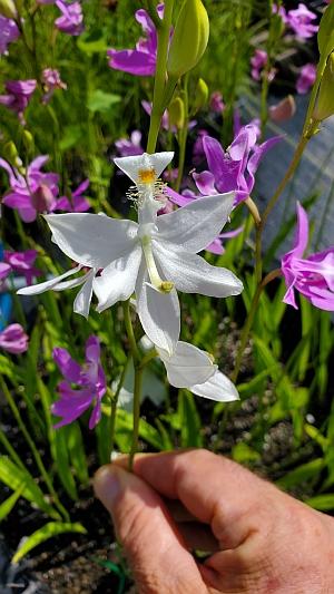 Calopogon tuberosus 'Alba' - pristine white bog orchid