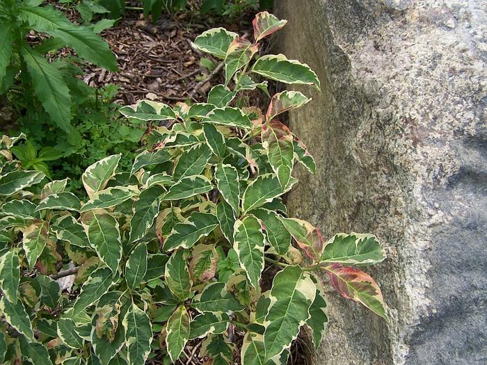 Cornus florida 'Pink Flame' - Flowering Dogwood from Quackin Grass Nursery Cornus florida 'Pink Flame' - Flowering Dogwood from Quackin Grass Nursery