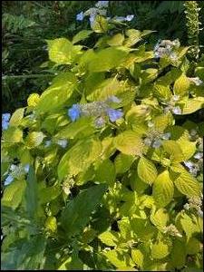 Hydrangea serrata 'Rivendell' - Lace Cap Hydrangea from Quackin Grass Nursery Hydrangea serrata 'Rivendell' - Lace Cap Hydrangea from Quackin Grass Nursery