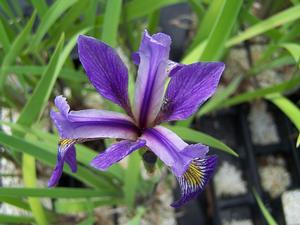 Iris versicolor 'Purple Flame' - Harlequin Blue Flag from Quackin Grass Nursery Iris versicolor 'Purple Flame' - Harlequin Blue Flag from Quackin Grass Nursery