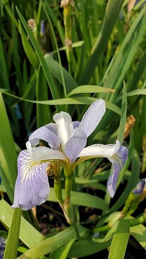 Iris versicolor 'Epic Poem' - Harlequin Blueflag from Quackin Grass Nursery