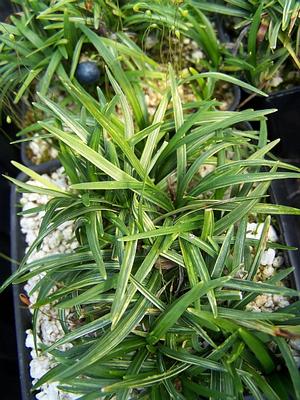 Ophiopogon japonicus 'Snow Globe' - Mondo Grass from Quackin Grass Nursery