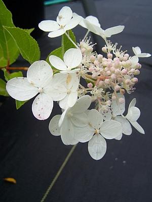 Hydrangea paniculata 'Chantilly Lace' - Panicle Hydrangea from Quackin Grass Nursery