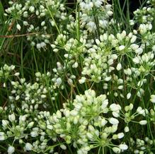Allium virgunculae 'Eco Snowball' Allium virgunculae 'Eco Snowball'